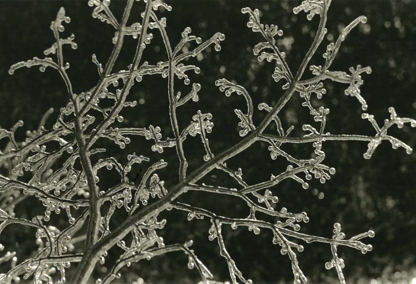 frozen branch, 1994