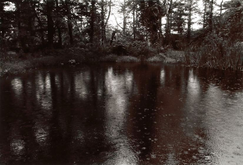 rainy pond, 1982