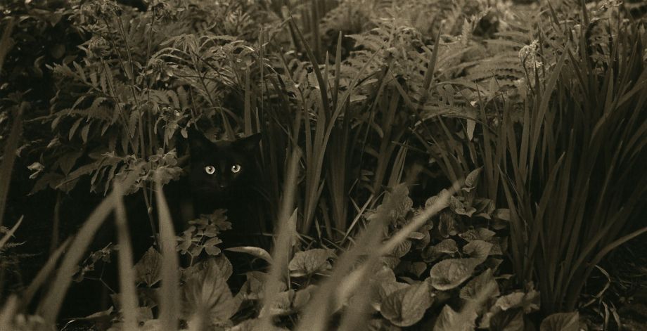 feline, 1999