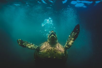 STRANDED: Sea Turtles of Baja, Mexico