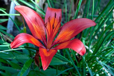 Lily flower photography art print
