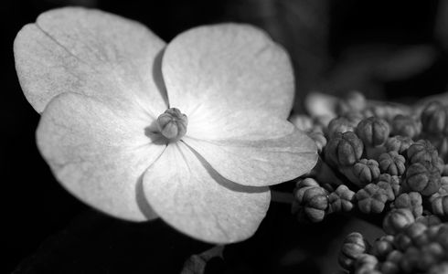 Hydrangea flower photography art prints in black & white