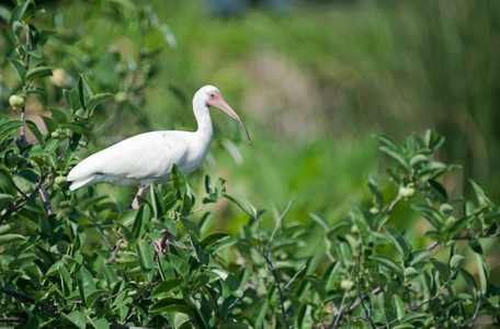 White Ibis photo art print