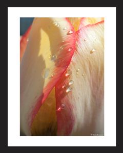 Tulip flower vertical yellow with red accent photography art print