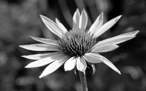 Daisy art print photo in black and white