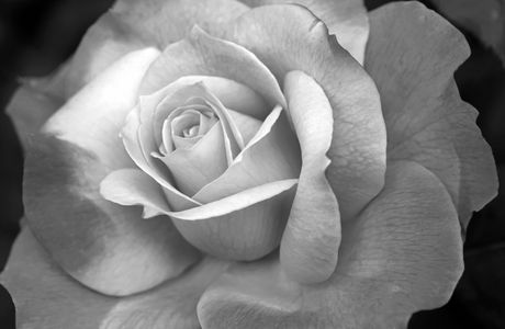 Rose Flower photography black & white art print