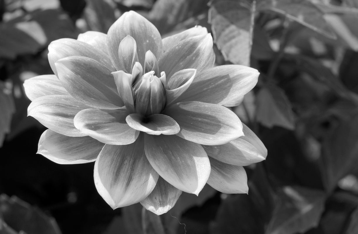 Dahlia flower photography art print n black and white