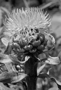 Thistle flower photography art print in black & white