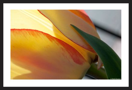 Yellow and Red Accent Tulip art print for home and office