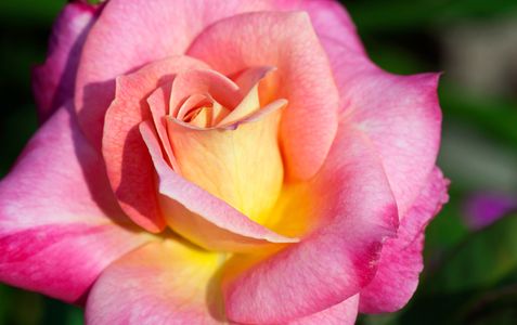 Rose flower photo art print collection