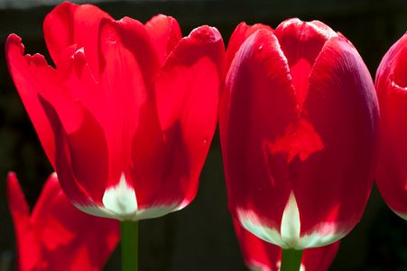 Red Tulips photography art print