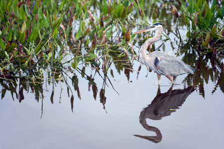 Great Blue Heron and Reflection at the Florida Wetlands photo art print