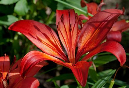Red & Orange Lilly flower photography art print
