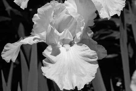 Iris flower black and white art print macro