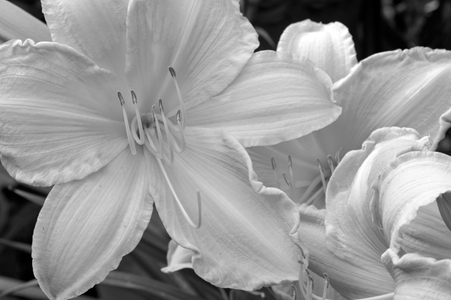 Lily decorative art photography print in black & white