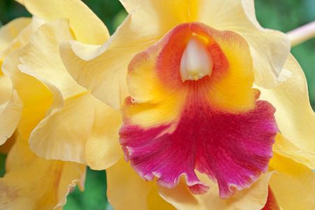 Orchid photography art print for home and office interior design