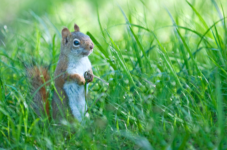 squirrel photo art print photo