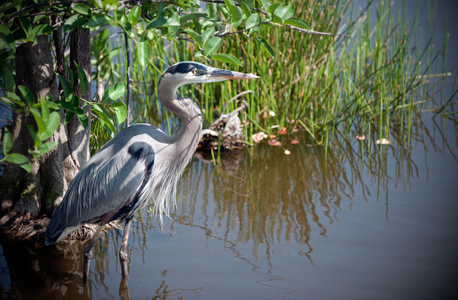 Great Blue Heron waiting for a fish art print