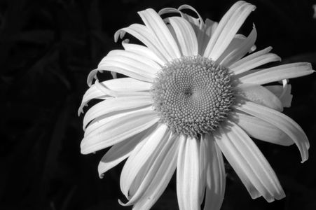 Daisy photography black & white art print for interior design