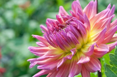 Red and Yellow Dahlia flower art print macro for home and office