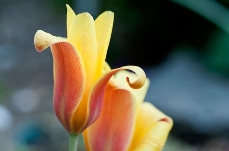 Tulip flower art print
