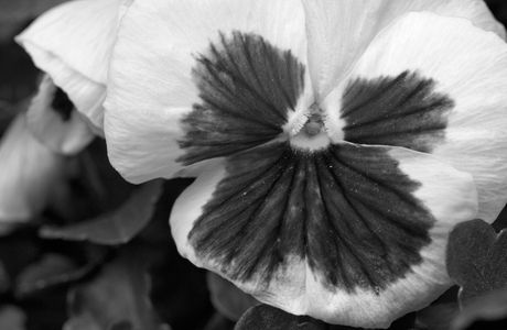Pansy flower photography art print in black and white