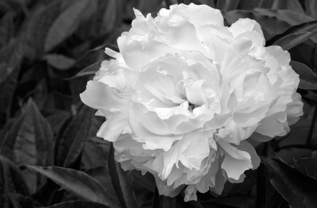 Peony flower photography art print in black & white