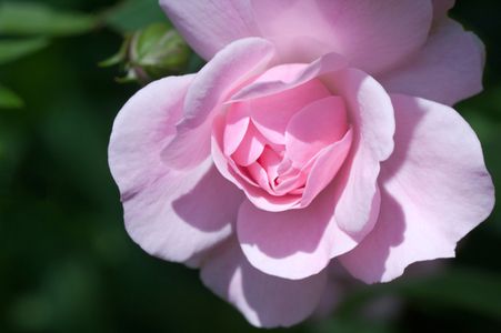 Rose flower photography art prints