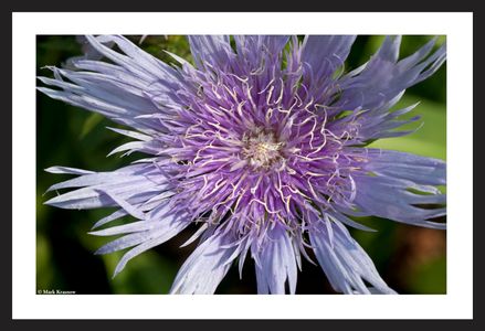 Flower art print macro for home and office