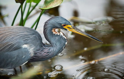 Tricolor Heron wildlife art print