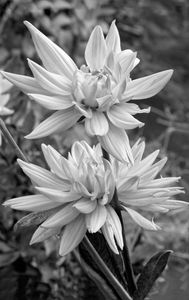 Dahlia flower art prints for home and office Vertical b&w