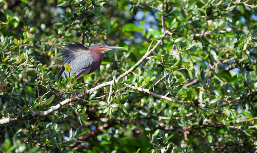 Little Green Heron Photo art print