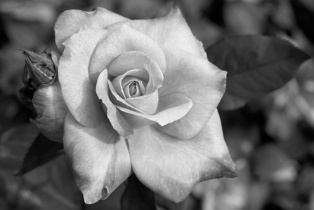 Rose flower photography art print in black & white