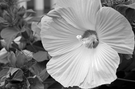 Hibiscus black and white photography art print for interior design