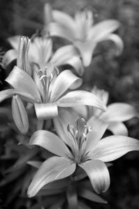 Lilly flower photography art print in black & white