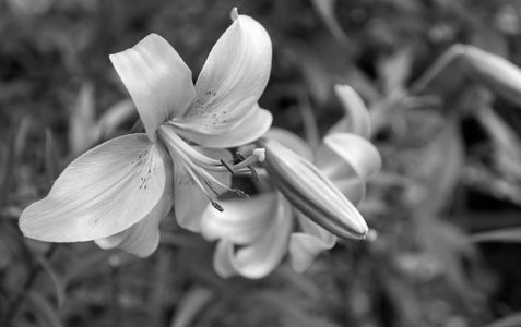 Lily flower macro art print in black & white