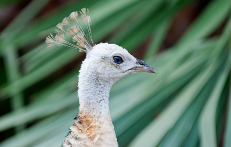 Peahen female portrait art print