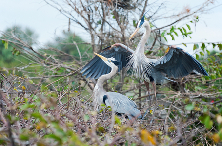 Great Blue Herons Mating Pair photo art print