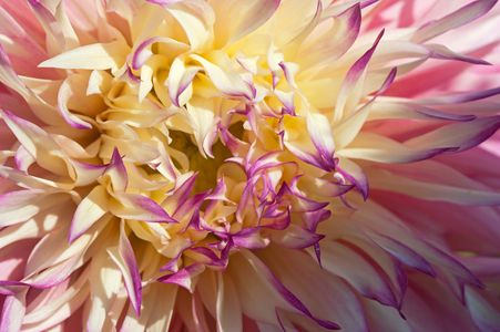 Flower Photography Art Prints for Home and Office Interior Design
