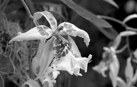 Orchid flower photo art print in black & white