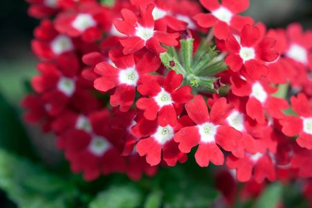 Verbena flower art print for home and office