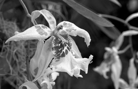Orchid black and white art print macro for interior design
