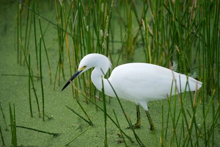 Snowy Egret at wetland in Florida photography art print