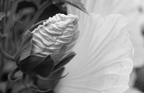 Hibiscus flower bud - black and white photography art print for interior design