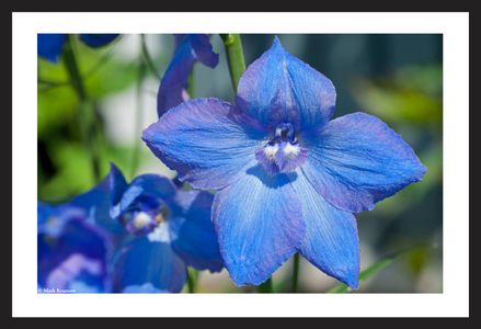 Delphinium flower art print for home and office