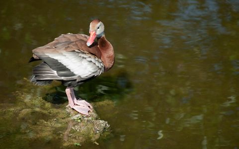 Whistling Duck at wetlands in Florida photo art print