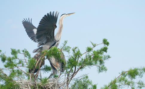Great Blue Heron Taking Flight photo art print