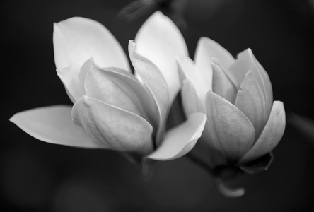 Magnolia blossoms flower art print in black & white