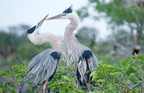 Great Blue Herons - Mating pair showing affection photography wildlife art print