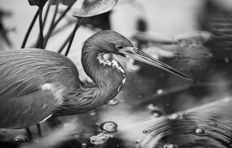 Tricolor Heron photo art print for home and office interior design Tricolor Heron photo art print B&W